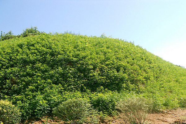 河北山坡复绿工程